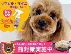 万全の熊＆虫対策で安心♪大自然の中でのんびりキャンプ