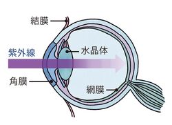 目を紫外線から守るには