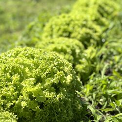 自家製野菜の使用