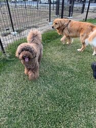 天然芝のドッグランも併設