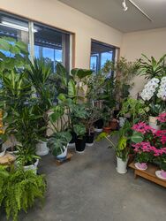 他では見られない！？珍しい観葉植物多数取