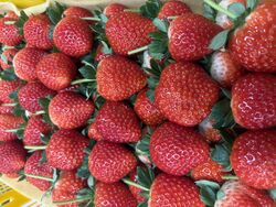 インスタグラムのフォロワー特典が充実!