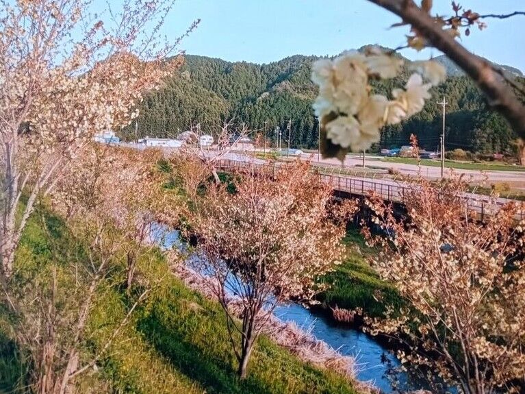 黄桜の郷 かみかわち - 宇都宮市の植物園・花｜栃ナビ！