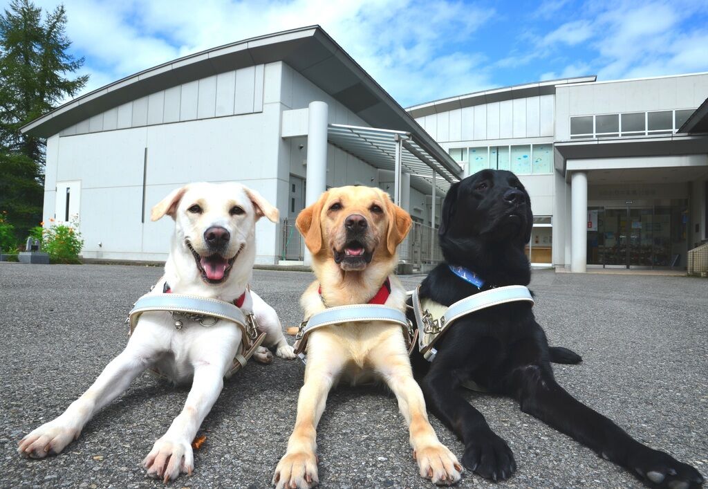 公益財団法人東日本盲導犬協会 宇都宮市のリハビリテーション 栃ナビ