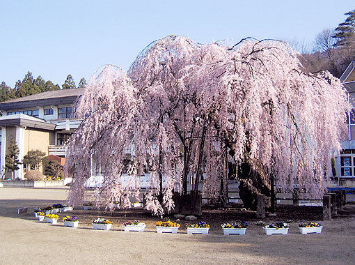 孝子桜 宇都宮市の植物園 花 栃ナビ