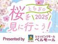 栃木の桜を見に行こう♪お花見特集2025【プレゼント付】