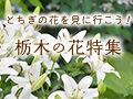 栃木の花特集～とちぎの花を見に行こう！～