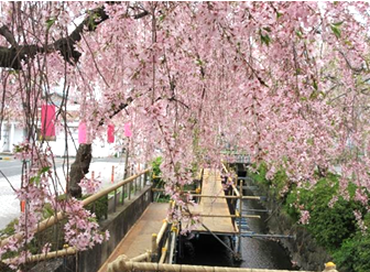 「かまがわ桜まつり」（桜の小路）