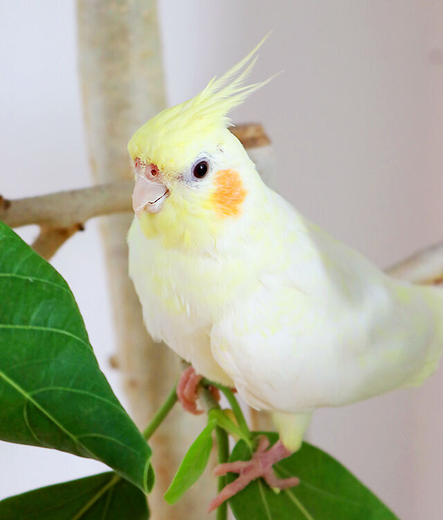 そのかわいさは 破壊力バツグン 紙トチ 看板アニマル 栃ナビ