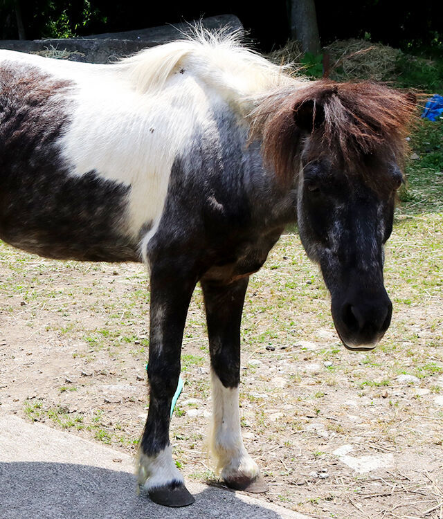 毎日のんびり おばあちゃんポニー 紙トチ 看板アニマル 栃ナビ