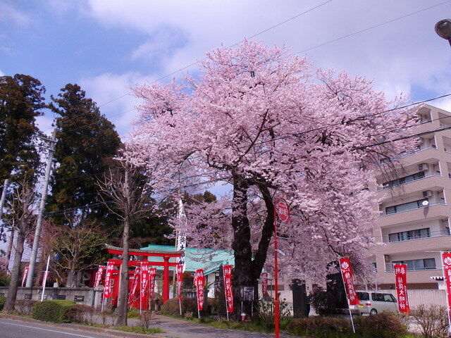 経塚稲荷神社のヒガンザクラ
