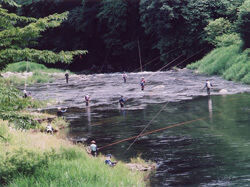 大芦川