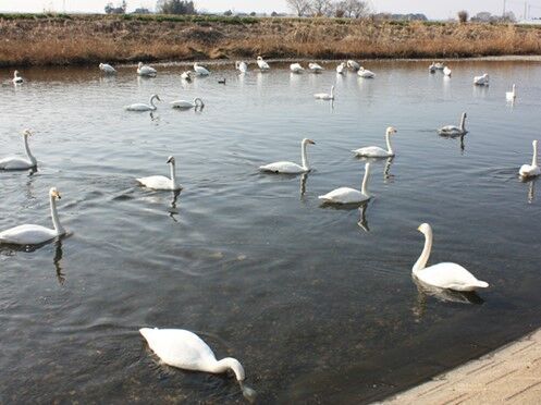 五行川 白鳥飛来地