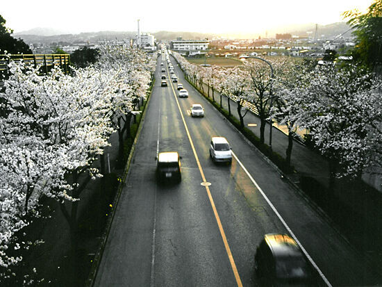 鹿沼 さつき大通りの桜並木