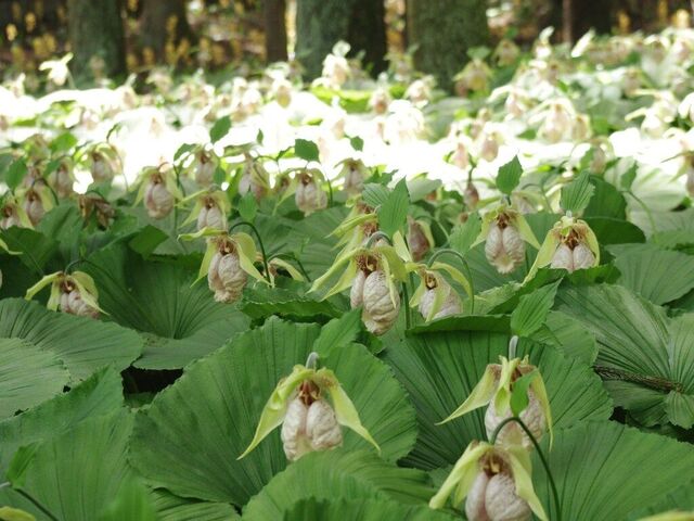 五丈の滝前植物園