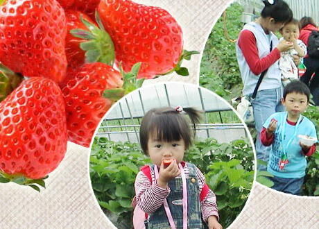 観光農園 アグリの郷