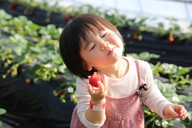 観光いちご園 美土里農園
