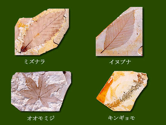 木の葉化石園