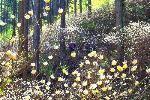 焼森山 ミツマタ群生地