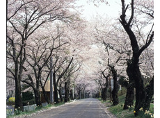 太平山桜まつり