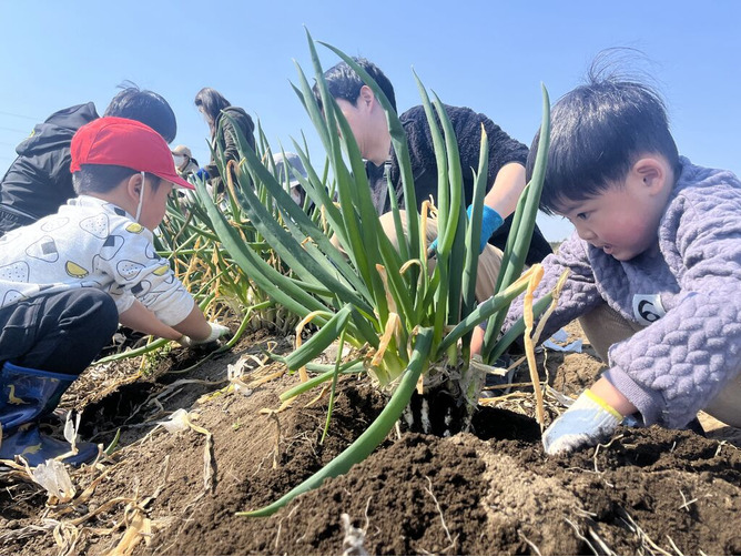 ネギをほりほり(当日の収穫物は未定です)