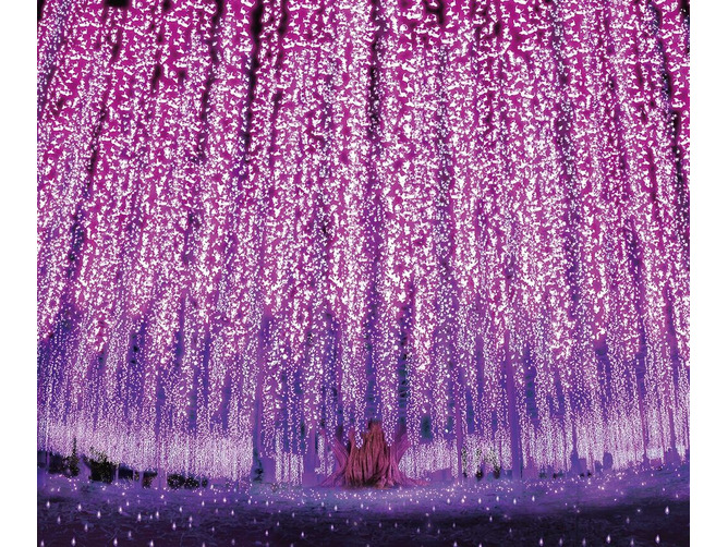 【奇蹟の大藤イルミネーション】