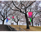 1日限りの桜宴...