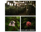 益子の紫陽花を...