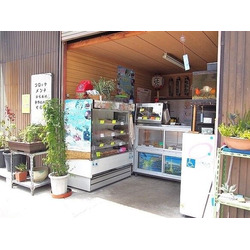 キッチン菜花