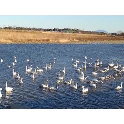 黒川 白鳥飛来地