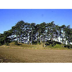 侍塚古墳(上侍塚古墳/下侍塚古墳)
