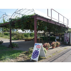 荒川ぶどう園