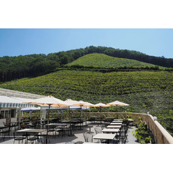 ココ・ファーム・ワイナリー