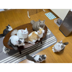 セラピーカフェ PoPo 北若松原店