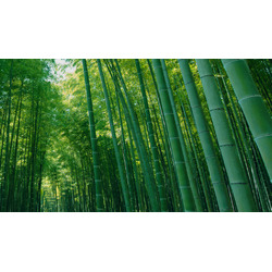 若竹の杜 若山農場