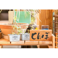 鹿沼の肩こり専門整体 もみとほぐしの とんぼ
