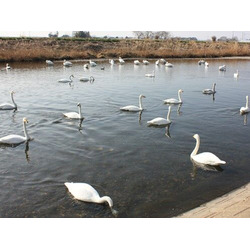 五行川 白鳥飛来地