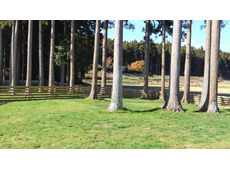 ドッグラン&カフェ リッチフィールド