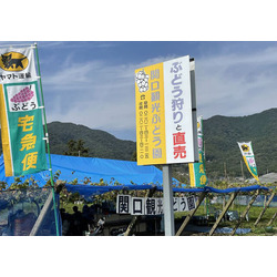 関口観光ぶどう園