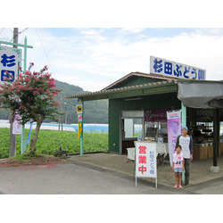杉田ぶどう園