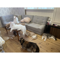 猫カフェ Charilu -しゃりる-