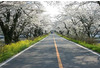 早乙女の桜並木