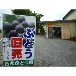 吉永ぶどう園