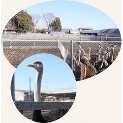 小山だちょう園