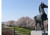 北向田運動公園の桜並木