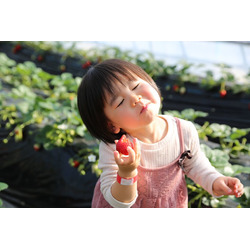 観光いちご園 美土里農園