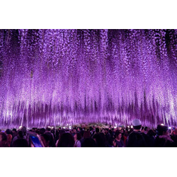 あしかがフラワーパーク