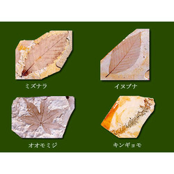 木の葉化石園