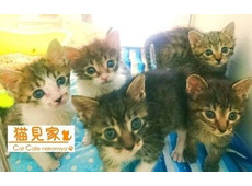 保護猫カフェ 猫見家