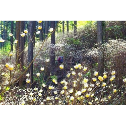 焼森山 ミツマタ群生地